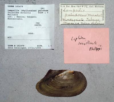 WMSDB | Conchology