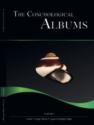 Shells For Sale | The Largest Official Seashells Website | Conchology
