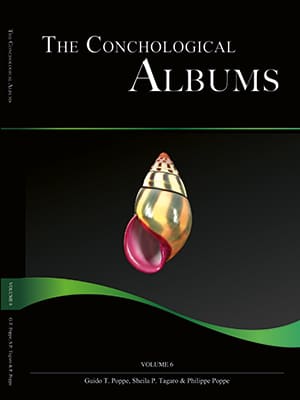 Shells For Sale | The Largest Official Seashells Website | Conchology