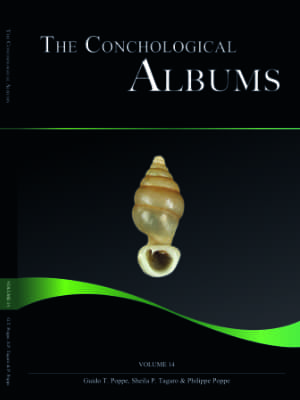 Shells For Sale | The Largest Official Seashells Website | Conchology