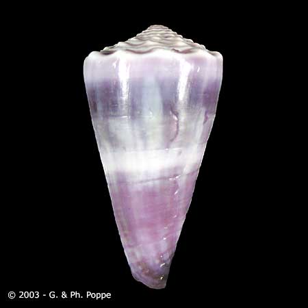 Describing Fake Shells | Shell Topics | Conchology