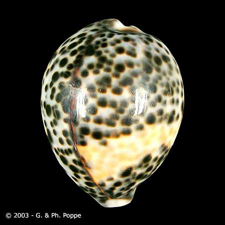 Describing Fake Shells | Shell Topics | Conchology