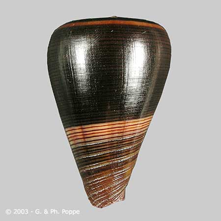 Describing Fake Shells | Shell Topics | Conchology