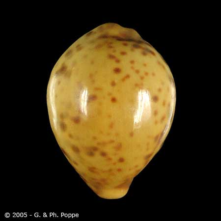 Describing Fake Shells | Shell Topics | Conchology