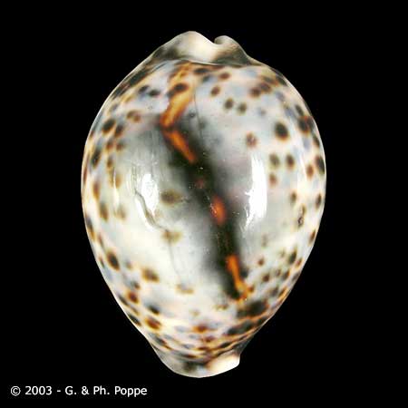 Describing Fake Shells | Shell Topics | Conchology