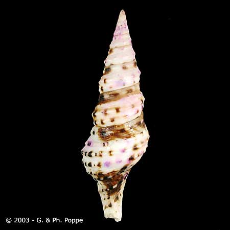 Describing Fake Shells | Shell Topics | Conchology