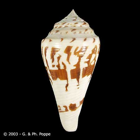 Describing Fake Shells | Shell Topics | Conchology