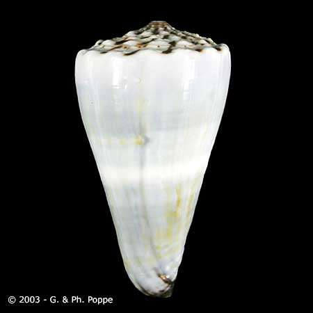 Describing Fake Shells | Shell Topics | Conchology