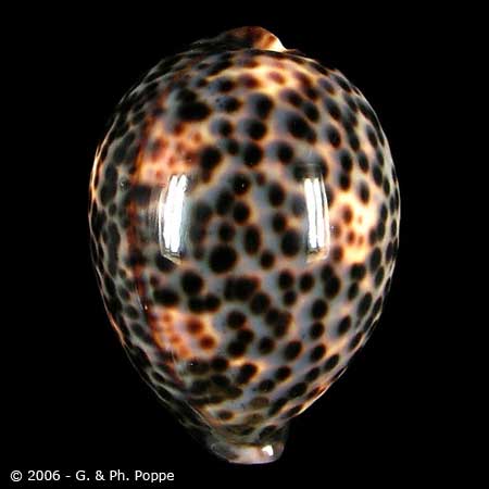 Describing Fake Shells | Shell Topics | Conchology