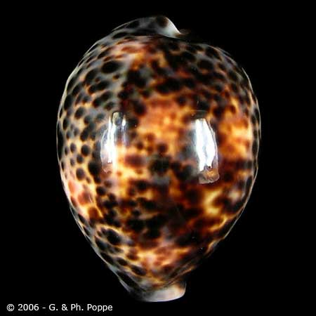 Describing Fake Shells | Shell Topics | Conchology