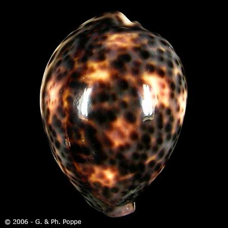 Describing Fake Shells | Shell Topics | Conchology