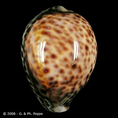 Describing Fake Shells | Shell Topics | Conchology