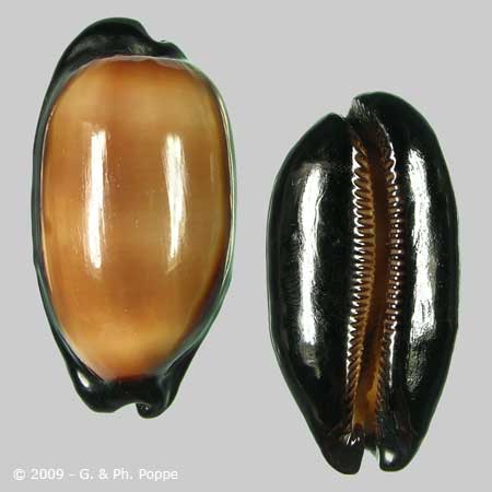 Describing Fake Shells | Shell Topics | Conchology