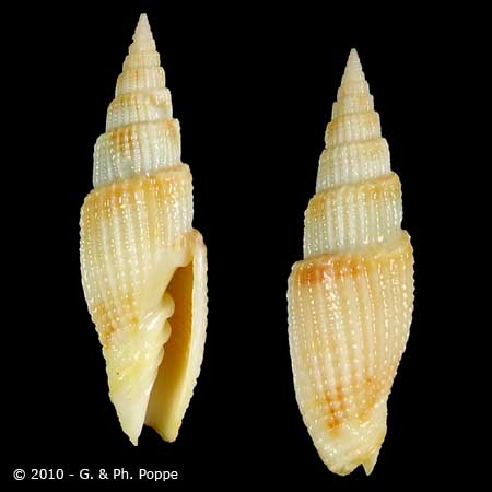 Describing Fake Shells | Shell Topics | Conchology