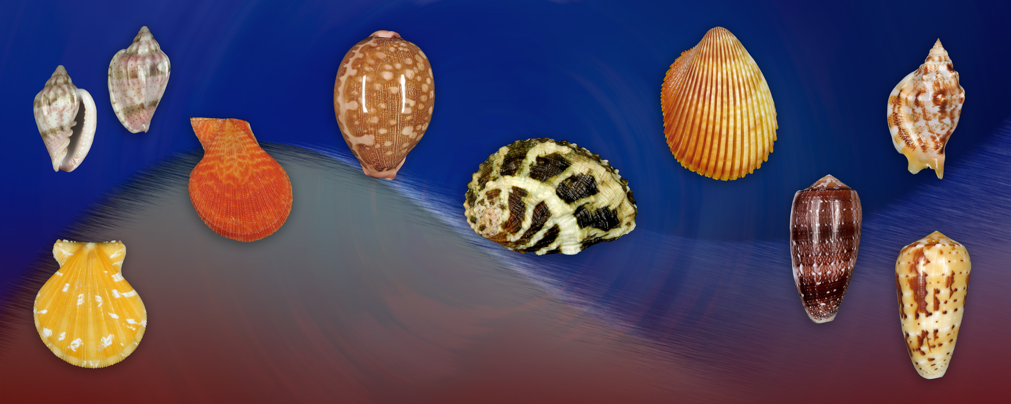 Shells For Sale | The Largest Official Seashells Website | Conchology