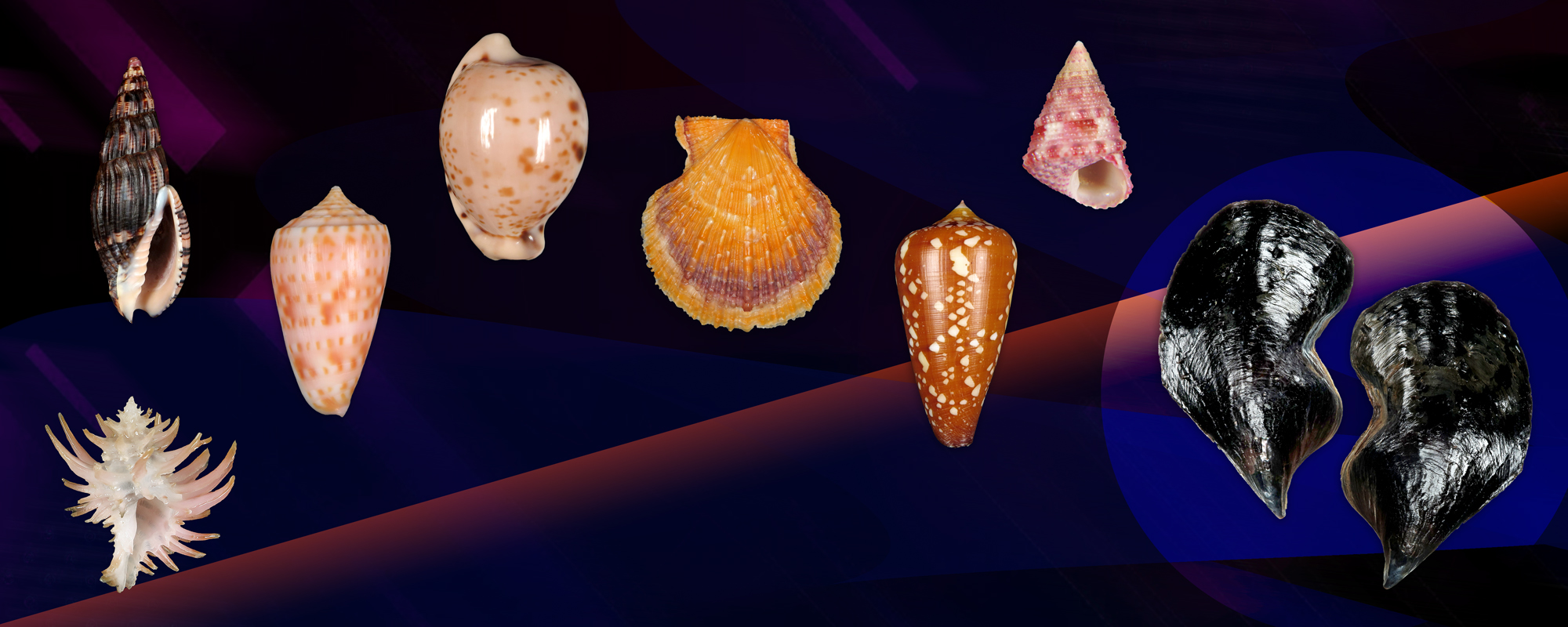 Shells For Sale | The Largest Official Seashells Website | Conchology