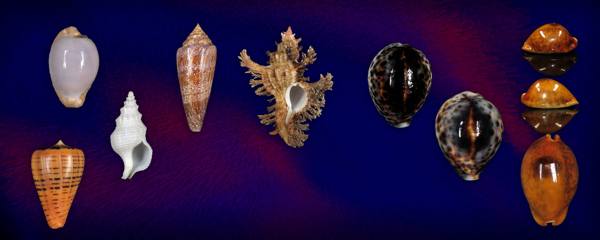 Shells For Sale | The Largest Official Seashells Website | Conchology
