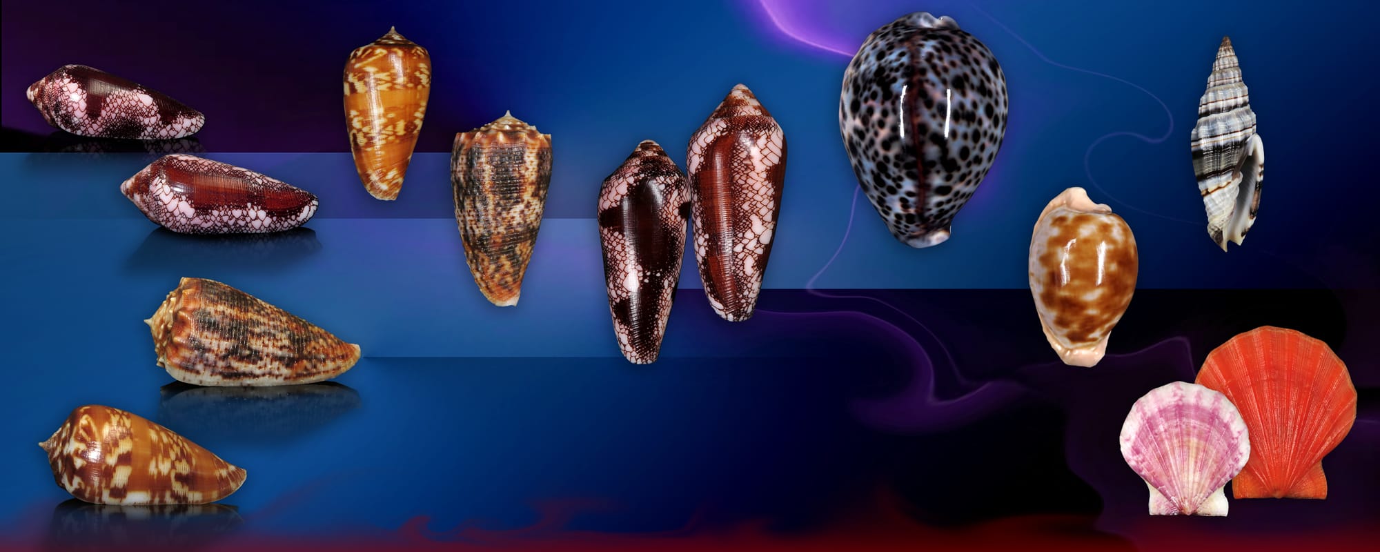 Shells For Sale | The Largest Official Seashells Website | Conchology