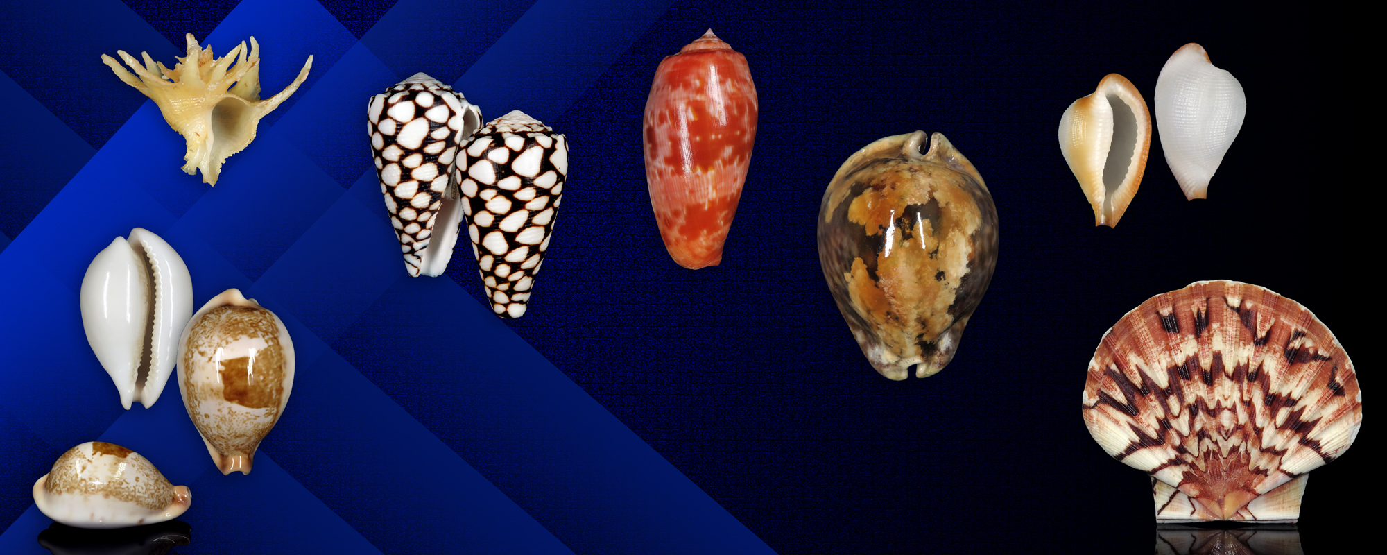 Shells For Sale | The Largest Official Seashells Website | Conchology