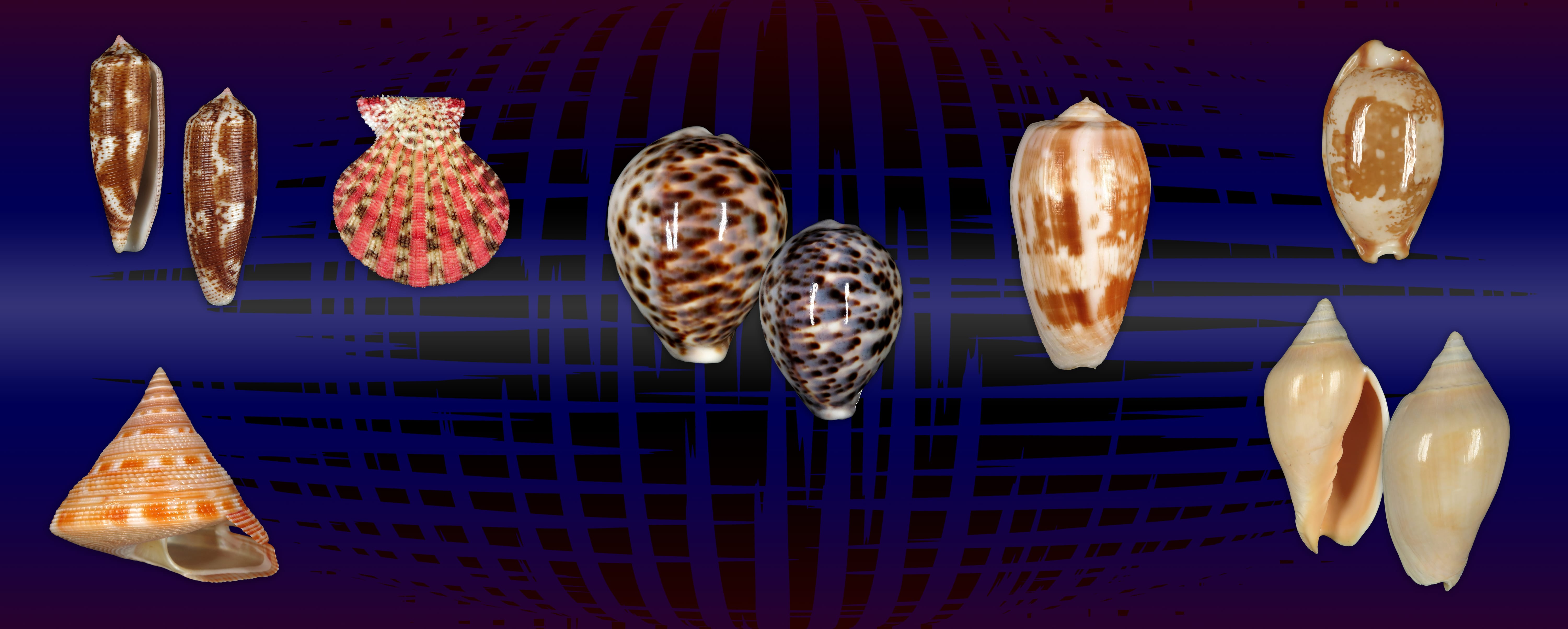 Shells For Sale | The Largest Official Seashells Website | Conchology