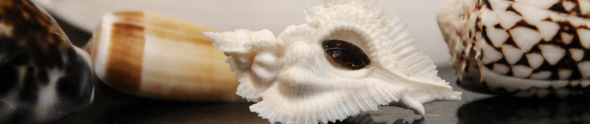 Describing Fake Shells | Shell Topics | Conchology